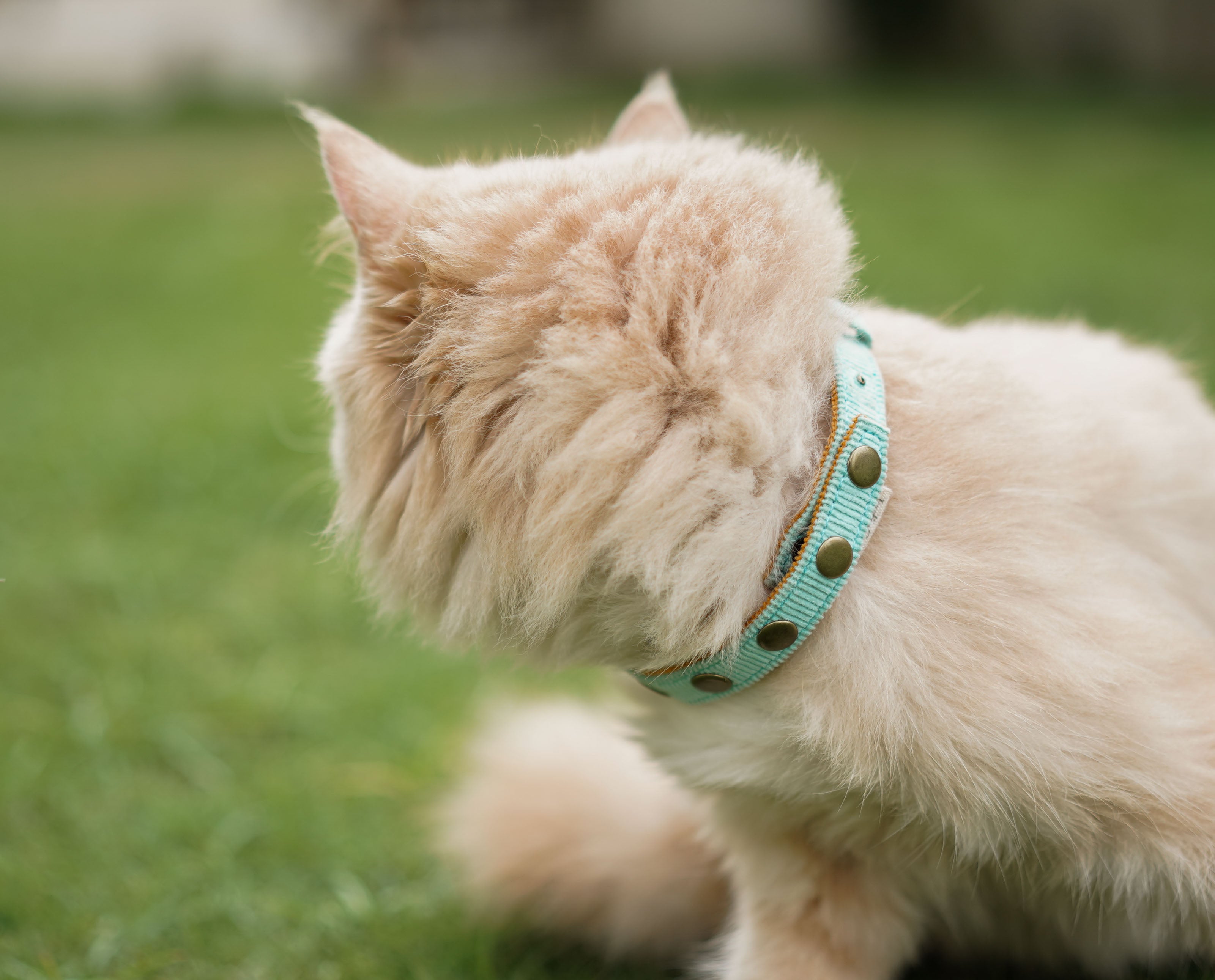 YODA X IndieGood Coral Collar For Cats