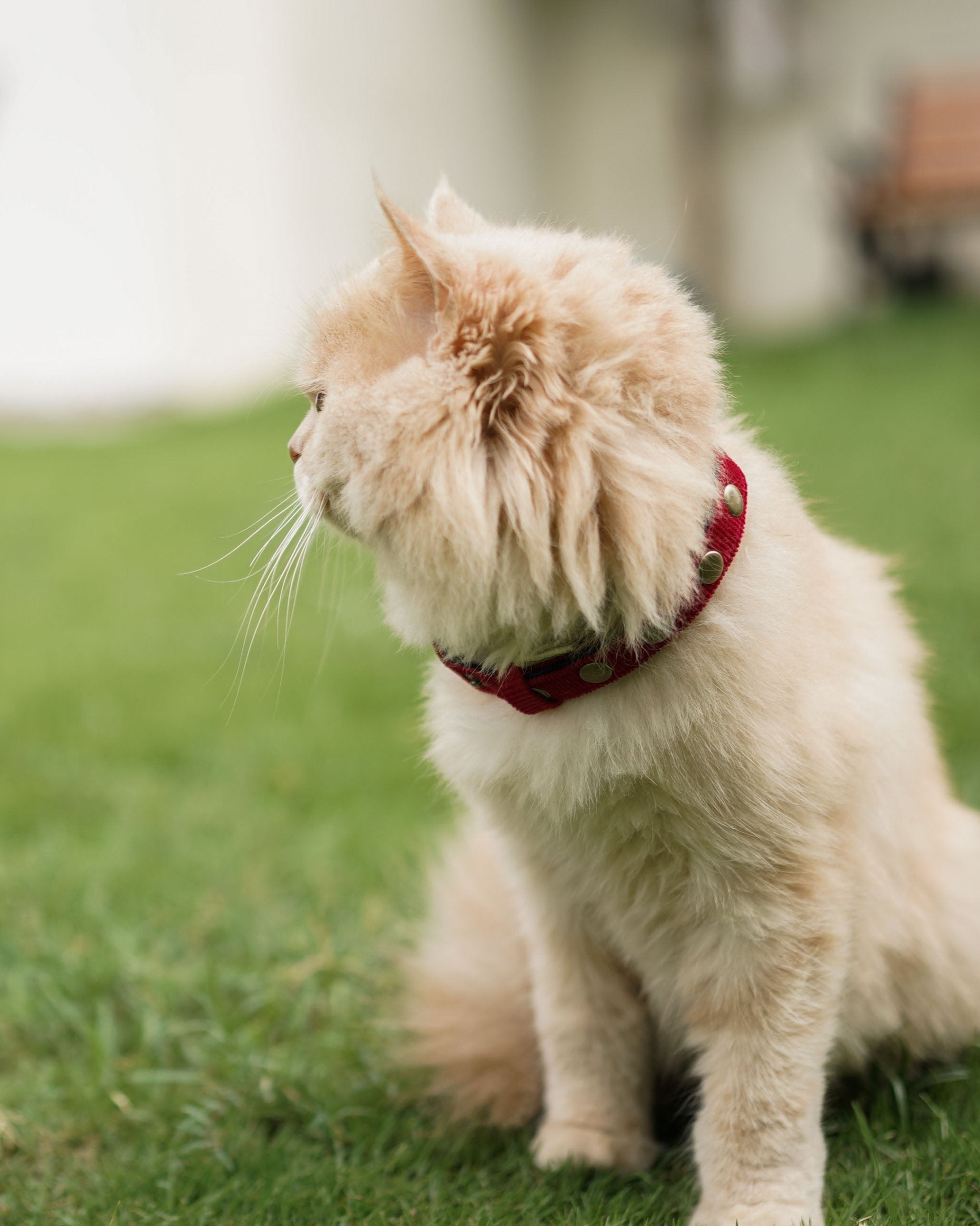 YODA X IndieGood Coral Collar For Cats