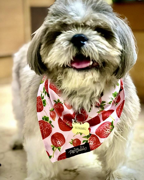 Strawberry Kisses- Bandana by Pet Station
