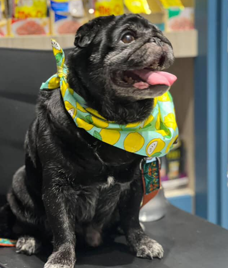 Lemon Love- Bandana by Pet Station