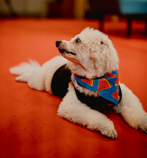 Watermelon Woofs - Bandana by Pet Station